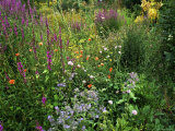 Wild Flower Garden with Lythrum Borago, Papaver (Poppy), Centaurea in Leiston Garden Lámina fotográfica por Geoff Dann Wild Flower Garden with Lythrum Borago, Papaver (Poppy), Centaurea in Leiston Garden Lámina fotográfica por Geoff Dann