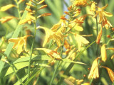Crocosmia X Crocosmiiflora "Canary Bird" Photographic Print by Brian Carter