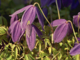 Clematis Alpina Agm Close-up of Blue Flower Beaulieu Lámina fotográfica por Christopher Fairweather Clematis Alpina Agm Close-up of Blue Flower Beaulieu Lámina fotográfica por Christopher Fairweather