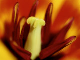 Tulipa (Tulip) "Stressa," Vibrant Red and Yellow Colours of Plant Photographic Print by James Guilliam