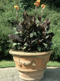 Container & Tropical Plant Canna X Hybrida in Large Urn Blenheim Palace, Oxfordshire Fotografisk tryk af Brian Carter Container & Tropical Plant Canna X Hybrida in Large Urn Blenheim Palace, Oxfordshire Fotografisk tryk af Brian Carter