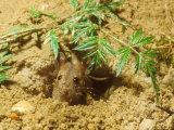 Long-Tailed Field or Wood Mouse, Digging Lámina fotográfica por David Boag