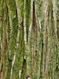 Ulmus X Vegata (Dutch Elm Cultivar), Close-up of Green Tree Bark Lámina fotográfica por Susie Mccaffrey Ulmus X Vegata (Dutch Elm Cultivar), Close-up of Green Tree Bark Lámina fotográfica por Susie Mccaffrey