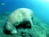 Dugong, Feeding, Vanuata Fotografie-Druck von Tobias Bernhard
