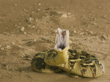 Puff Adder, Striking, UK Lámina fotográfica por Tony Allen Puff Adder, Striking, UK Lámina fotográfica por Tony Allen