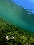 Crab in Sea Grass, Mangrove Hab, New Zealand Lámina fotográfica por Tobias Bernhard Crab in Sea Grass, Mangrove Hab, New Zealand Lámina fotográfica por Tobias Bernhard