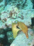 Yellow Moray Eel, Pair Fighting, New Zealand Lámina fotográfica por Tobias Bernhard