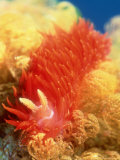 Nocturnal Nudibranch, New Zealand Fotografisk tryk af Tobias Bernhard Nocturnal Nudibranch, New Zealand Fotografisk tryk af Tobias Bernhard