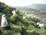Grey Headed Albatross, Chicks, Marion Island Fotografisk trykk av Michael Brooke