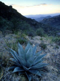 Agave, Texas, USA Photographic Print by Olaf Broders