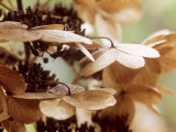 Hortensia Lámina fotográfica por Lynn Keddie Hortensia Lámina fotográfica por Lynn Keddie