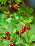 Hawthorn, Berries, Summer Photographic Print by David Boag