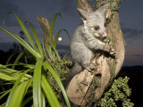 Brushtail Opossum at Dusk, New Zealand Lámina fotográfica por Tobias Bernhard