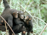 Chimpanzees, Chimp Family, W. Africa Photographic Print by Mike Birkhead