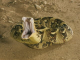 Puff Adder, Striking, UK Lámina fotográfica por Tony Allen Puff Adder, Striking, UK Lámina fotográfica por Tony Allen