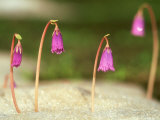 Little Alpine Snowbell, June, Switzerland Lámina fotográfica por Werner Bollmann Little Alpine Snowbell, June, Switzerland Lámina fotográfica por Werner Bollmann