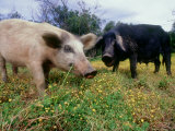 Pigs, Feeding, La Corse, France Fotografisk trykk av Olaf Broders Pigs, Feeding, La Corse, France Fotografisk trykk av Olaf Broders