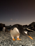 Gentoo Penguin, Bending Over, Sub Antarctic Photographic Print by Tobias Bernhard