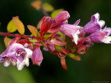 Abelia Schumannii, Close-up of Flowers, October Lámina fotográfica por Susie Mccaffrey Abelia Schumannii, Close-up of Flowers, October Lámina fotográfica por Susie Mccaffrey