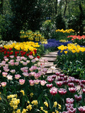 Mixed Spring Bulbs Tulipa,Narcissus,Muscari Narcissus Path Tulipa Lámina fotográfica por Michele Lamontagne Mixed Spring Bulbs Tulipa,Narcissus,Muscari Narcissus Path Tulipa Lámina fotográfica por Michele Lamontagne