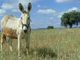 Domestic Donkey, May, Spain Fotografisk trykk av Werner Bollmann Domestic Donkey, May, Spain Fotografisk trykk av Werner Bollmann