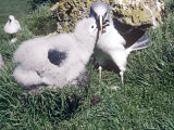 Grey Headed Albatross, Feeding Chick, S Ocean Fotografisk trykk av Michael Brooke