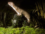 Weasel, Hunting Lámina fotográfica por David Boag