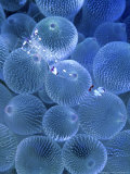 Bulb Anemone & Shrimp, Tonga Fotografisk tryk af Tobias Bernhard