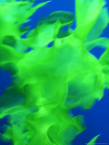 Kelp, Leaf, New Zealand Lámina fotográfica por Tobias Bernhard