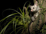 Brushtail Opossum at Night, New Zealand Lámina fotográfica por Tobias Bernhard