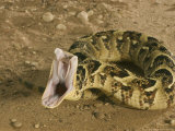 Puff Adder, Striking, UK Lámina fotográfica por Tony Allen Puff Adder, Striking, UK Lámina fotográfica por Tony Allen