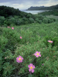 Grey Cistus, Corsica, France Fotografisk trykk av Olaf Broders Grey Cistus, Corsica, France Fotografisk trykk av Olaf Broders