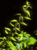 Stinging Nettle, Backlit, Summer Fotografisk trykk av David Boag Stinging Nettle, Backlit, Summer Fotografisk trykk av David Boag