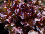 Lettuce Red Salad Bowl, Close-up of Red Curley Leaves Lámina fotográfica por Susie Mccaffrey Lettuce Red Salad Bowl, Close-up of Red Curley Leaves Lámina fotográfica por Susie Mccaffrey