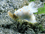 Nudibranch, Feeding on Sea Hare, Epi Vanuatu Stampa fotografica di Tobias Bernhard Nudibranch, Feeding on Sea Hare, Epi Vanuatu Stampa fotografica di Tobias Bernhard