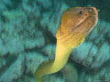 Yellow Moray Eel, Poor Knights Marine Reserve, New Zealand Fotografie-Druck von Tobias Bernhard
