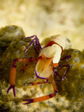 Emperor Shrimp (Periclimenes Imperator) on Holothurian (Synapta Maculata), New Caledonia Photographic Print by Tobias Bernhard