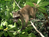 Raccoon, Colombian Caribbean Fotografie-Druck von Aldo Brando