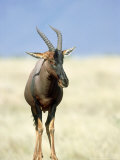 Topi, Masai Mara, Kenya Lámina fotográfica por Werner Bollmann Topi, Masai Mara, Kenya Lámina fotográfica por Werner Bollmann