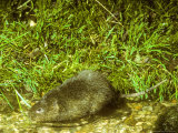 Water Vole at Waters Edge Lámina fotográfica por David Boag