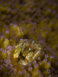 Coral Hermit Crab, Filter Feeding, New Caledonia Lámina fotográfica por Tobias Bernhard Coral Hermit Crab, Filter Feeding, New Caledonia Lámina fotográfica por Tobias Bernhard