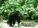 Chimpanzee, Walking, W. Africa Fotografisk trykk av Mike Birkhead