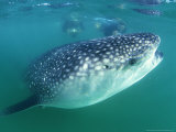 Whale Shark, Sea of Cortez, Mexico Photographie par Tobias Bernhard