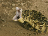 Puff Adder, Striking, UK Lámina fotográfica por Tony Allen Puff Adder, Striking, UK Lámina fotográfica por Tony Allen