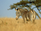 Grevys Zebra, Lewa, Kenya Lámina fotográfica por Werner Bollmann Grevys Zebra, Lewa, Kenya Lámina fotográfica por Werner Bollmann