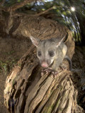 Brushtail Opossum, Juvenile, New Zealand Lámina fotográfica por Tobias Bernhard