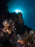 Lionfish, Reef Panorama, New Caledonia Photographic Print by Tobias Bernhard