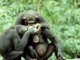 Chimpanzee, Grooming, W. Africa Photographie par Mike Birkhead