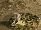 Puff Adder, Striking, UK Lámina fotográfica por Tony Allen Puff Adder, Striking, UK Lámina fotográfica por Tony Allen