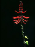 Coral Bean, Everglades National Park, USA Photographic Print by Werner Bollmann